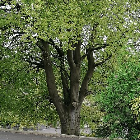 The Beeches Daire Newry Dış mekan fotoğraf